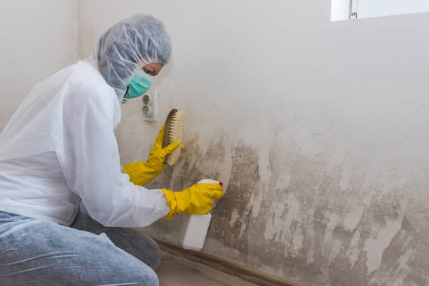 Office Mold Removal Services in Parma Heights, OH