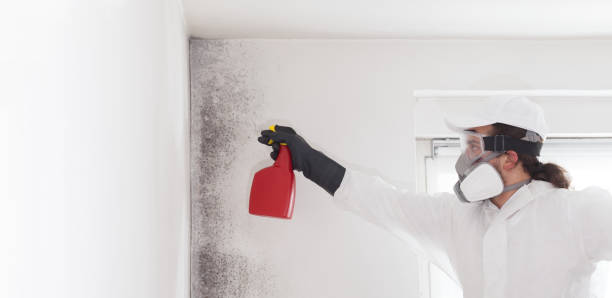 Best Office Mold Removal Services  in Parma Heights, OH