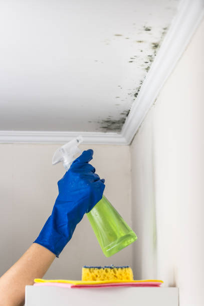 Best Residential Mold Removal  in Parma Heights, OH